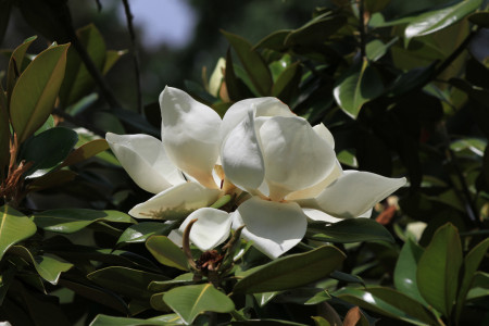 Magnolia